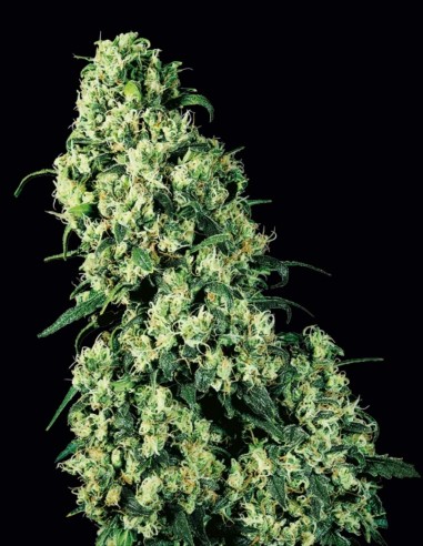 Graines Régulières Skunk #1 (Sensi Seeds) 🌿 Rendements Élevés