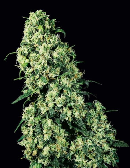 Graines Régulières Skunk #1 (Sensi Seeds) 🌿 Rendements Élevés
