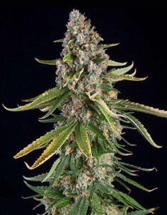 Acheter Zkittlez Auto de Spliff Seeds - Oaseeds