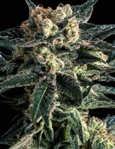 AK47 x SCBDX (SuperCBDx Seeds) Feminized Seeds | On Sale!