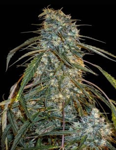 Semi Annapurna Super Auto (Flash Seeds) 🌿 La Bestia da Esterno