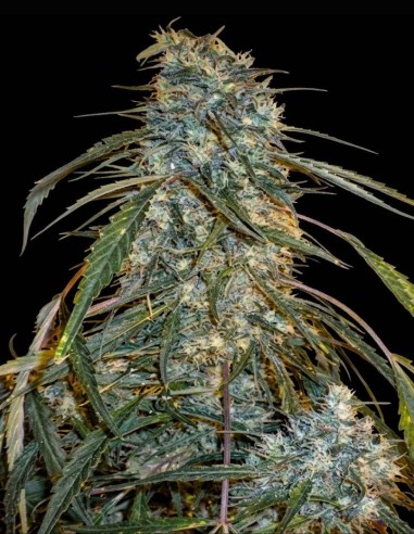 Semi Annapurna Super Auto (Flash Seeds) 🌿 La Bestia da Esterno