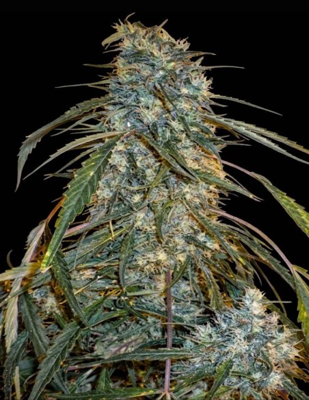 Semi Annapurna Super Auto (Flash Seeds) 🌿 La Bestia da Esterno