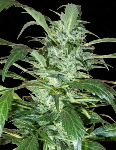 Semi MI6 Super Auto (Flash Seeds) 🌿 Alte Rese