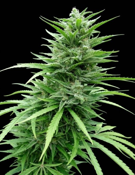 Muay Thai Super Auto Seeds (Flash Seeds) 💥 Potenza Sativa