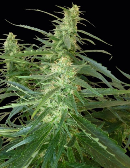 Spacer Super Auto Seeds (Flash Seeds) 🍬 Veloce e Dolce