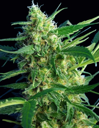 Ice Cool Auto Samen (Sweet Seeds) ❄️ Süßer Geschmack
