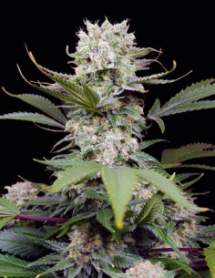 Graines Sweet Mandarine Zkittlez XL Auto (Sweet Seeds) 🍊 Énergisante