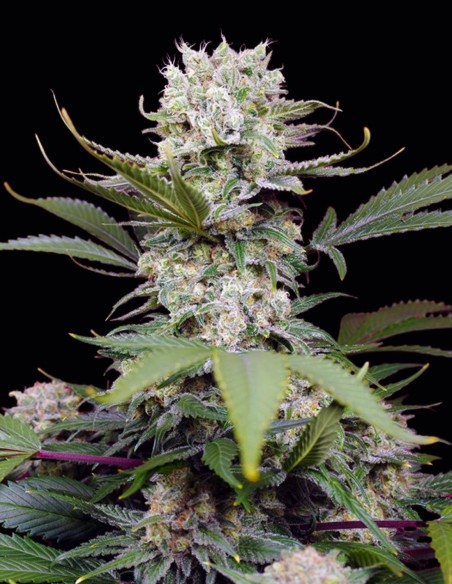 Graines Sweet Mandarine Zkittlez XL Auto (Sweet Seeds) 🍊 Énergisante