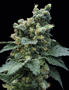 Graines S.A.G.E. 'n Sour (T.H. Seeds) 🌿 Saveur intense