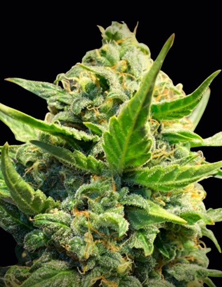 Back to the Future #2 Seeds (TasteBudz Seeds) 💥 High THC