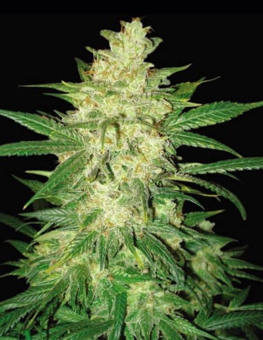 Colombian Gold Ryder Auto Seeds (World Of Seeds) 🍒 Fruity