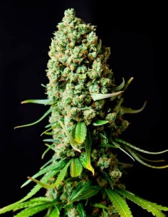 Graines Régulières Super Skunk (Nirvana Seeds) 🌿 Rendements Élevés