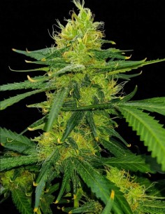 Durban Poison Seeds (Nirvana Seeds) ⚡ Energetic Sativa