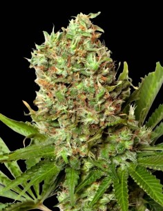 White Widow Regular Samen (Nirvana Seeds) ⚡ Energetisch