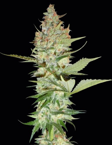 Wonder Woman Seeds (Nirvana Seeds) ✨ Hoher Ertrag
