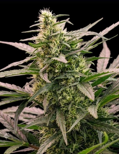 The 2019 Seeds (Royal Queen Seeds) 🍋 Hoher THC-Gehalt