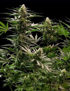 The 2019 Seeds (Royal Queen Seeds) 🍋 THC élevé 2