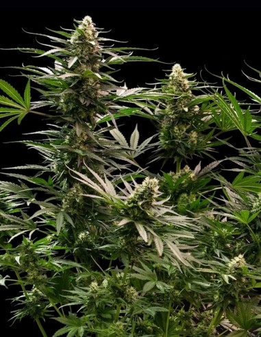 The 2019 Seeds (Royal Queen Seeds) 🍋 Hoher THC-Gehalt
