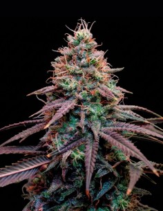 Graines Super Boof (Royal Queen Seeds) 💥 28 % de puissance en THC