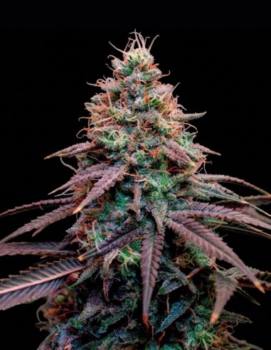 Graines Super Boof (Royal Queen Seeds) 💥 28 % de puissance en THC