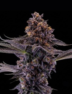 Graines Permanent Marker (Royal Queen Seeds) 💥 THC élevé