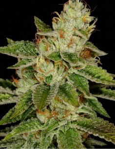 WIFI Seeds (Flavour Chasers) 🌿 Efectos de Larga Duración