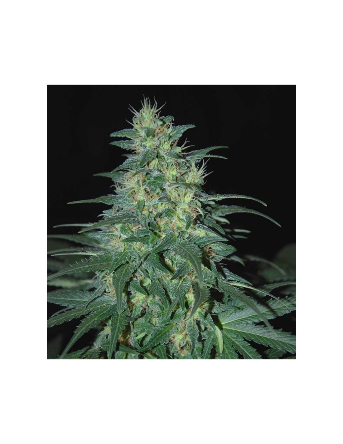 Buy South African Kwazulu from World of Seeds - Oaseeds