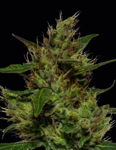 Critical Auto Seeds (Kera Seeds) 🌿 Facile et à Haut Rendement