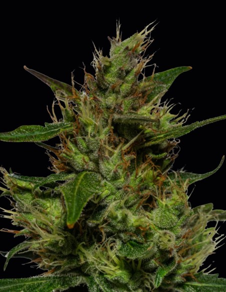 Critical Auto Seeds (Kera Seeds) 🌿 Facile et à Haut Rendement