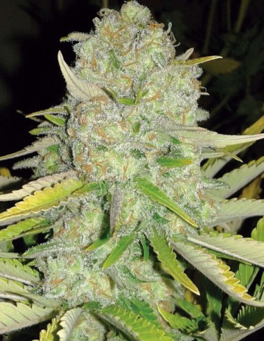 Dancehall CBD Seeds (Sheer Seeds) 🍋 Citrus Flavor