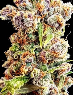 Fantastic Berries Auto Samen (Lineage Genetics) 🍒 Entspannend