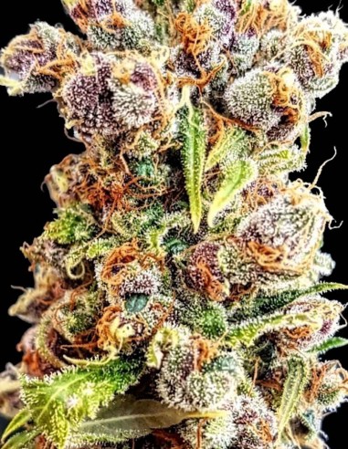 Fantastic Berries Auto Samen (Lineage Genetics) 🍒 Entspannend