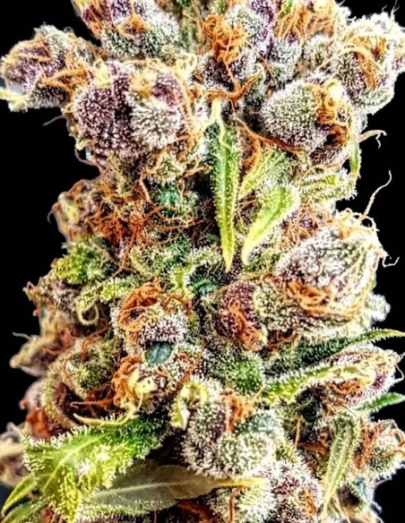 Fantastic Berries Auto Samen (Lineage Genetics) 🍒 Entspannend