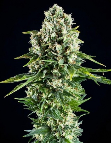 Northern Lights XL Samen (Zambeza Seeds) 🌿 Indica-Power