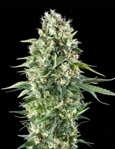 Power Plant XL Seeds (Zambeza Seeds) 🌿 Hohe Erträge