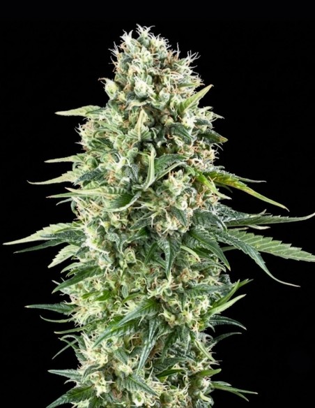 Power Plant XL Seeds (Zambeza Seeds) 🌿 Hohe Erträge