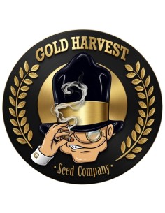 Somango Fast Version Seeds (Gold Harvest) 🌴 Tropischer Geschmack