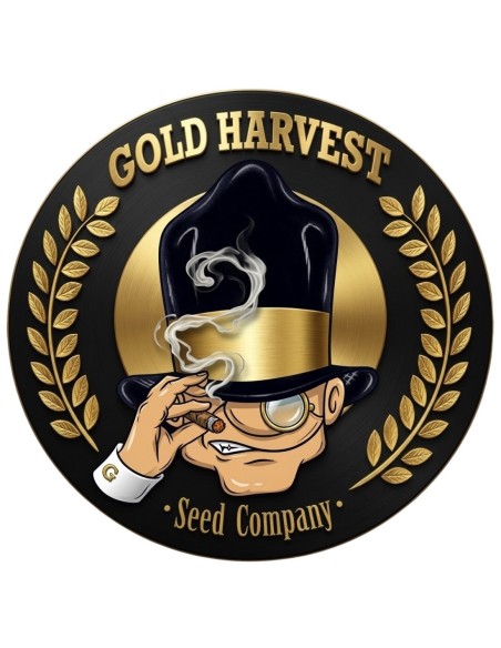 Somango Fast Version Seeds (Gold Harvest) 🌴 Tropischer Geschmack