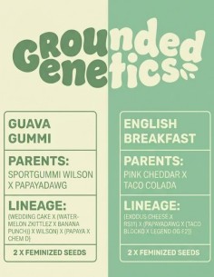 Guava Gummi & English Breakfast Pack 🎁 (Grounded Genetics)
