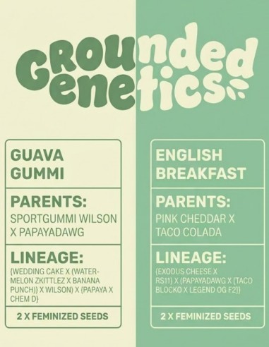 Guava Gummi & English Breakfast Pack 🎁 (Grounded Genetics)