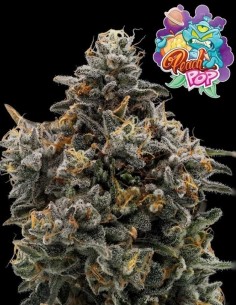Peach Pop Samen (Nasha Genetics) 🍒 Intensiver Geschmack