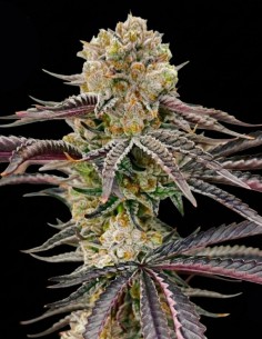 Peach Pop Samen (Nasha Genetics) 🍒 Intensiver Geschmack 2