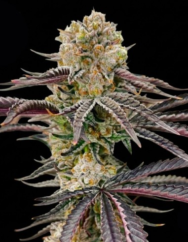 Peach Pop Samen (Nasha Genetics) 🍒 Intensiver Geschmack
