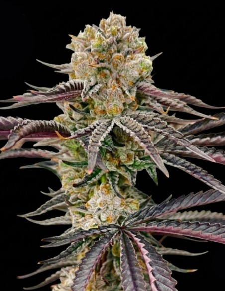 Peach Pop Samen (Nasha Genetics) 🍒 Intensiver Geschmack