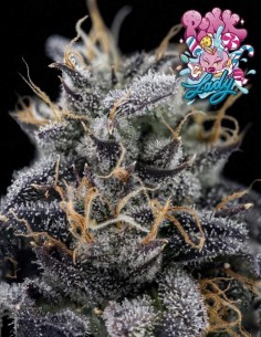 Pink Lady Seeds (Nasha Genetics) 🍭 Bonbon-Geschmack