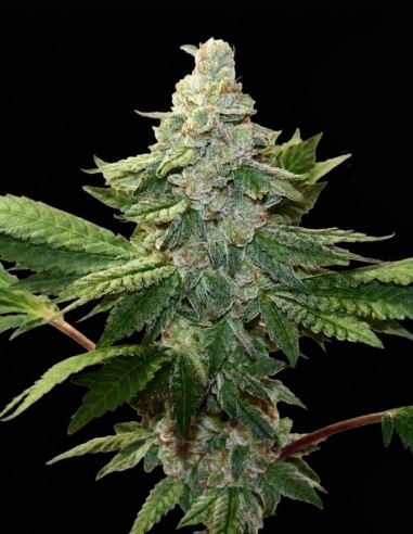 Semillas Trutti Frutti (Nasha Genetics) 🍒 Feminizada audaz