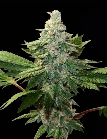 Semillas Trutti Frutti (Nasha Genetics) 🍒 Feminizada audaz
