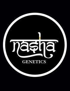 Auto Blue Zkittlez Samen von Nasha Genetics 🍬 Süßer Geschmack