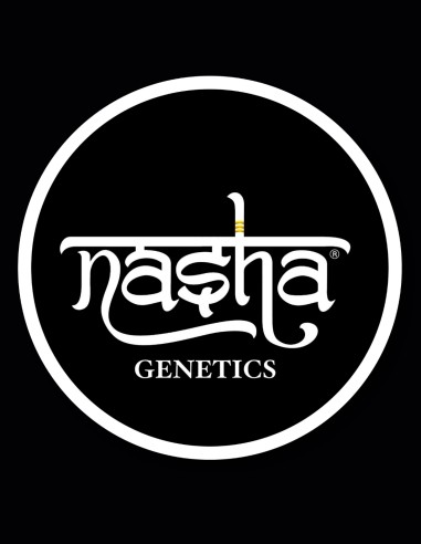 Auto Blue Zkittlez Samen von Nasha Genetics 🍬 Süßer Geschmack